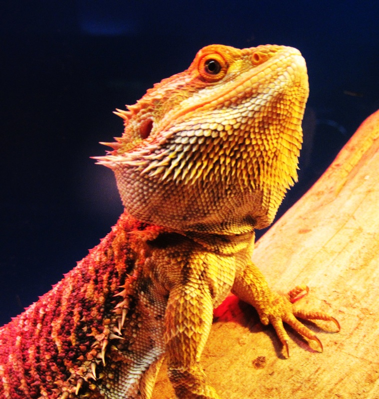 Photo Archive: Reptiles - Clickology